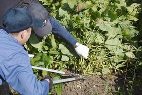　兵庫県警と同県丹波篠山市の農家が企画した「丹波黒」の枝豆の収穫体験＝１８日午前、丹波篠山市