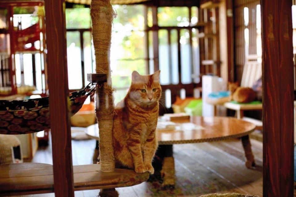 Ｃａｆｅ　Ｇａｔｔｏで保護された猫＝福岡県古賀市       