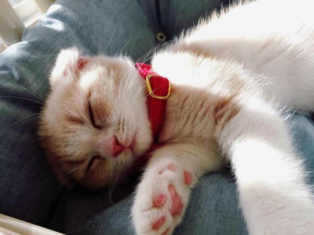 猫人気の背景に お魚くわえたドラ猫 がいなくなった時代 ライフ 社会総合 デイリースポーツ Online