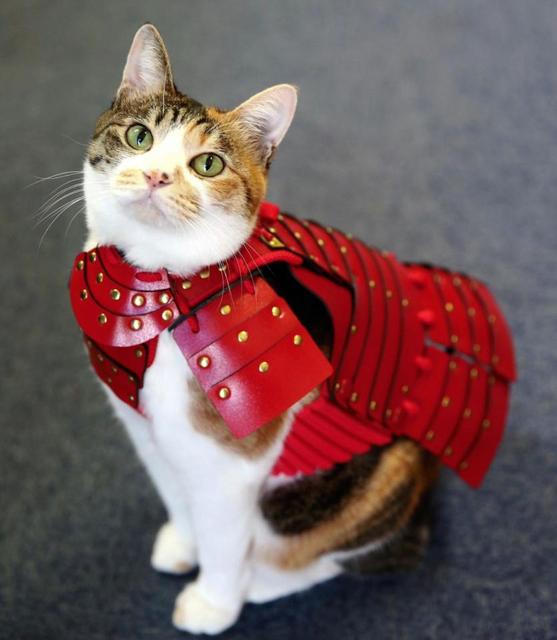愛猫、愛犬がサムライに変身…軽くて着やすい「ペット鎧」世界で人気に