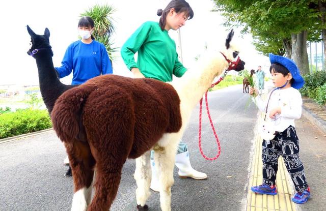 アルパカ、ヒツジ…高校生が運営する動物園、大阪で人気