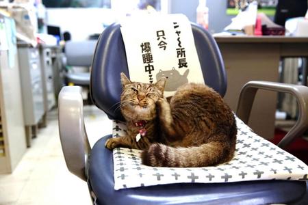 ＪＲ豊後竹田駅構内にある竹田観光案内所や駅前ベンチでくつろぐニャー