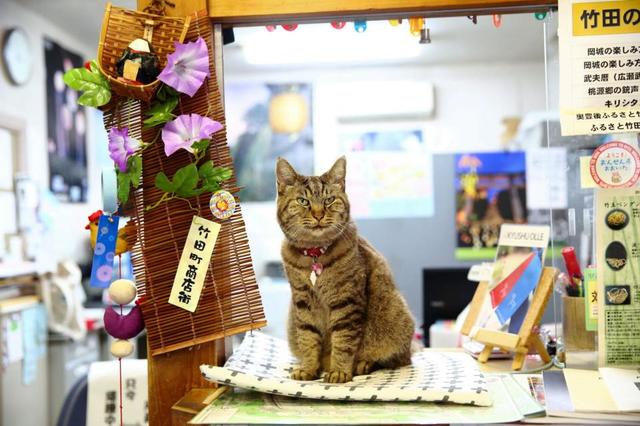 豊後竹田駅の人気猫ニャー　駅に住み着き１０年…観光客を招いて地域に貢献