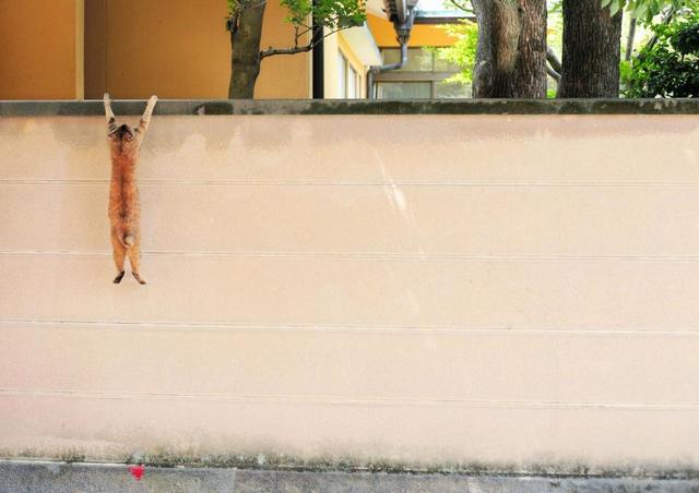 【写真】衝撃の瞬間！「必死すぎるネコ」　神戸出身の写真家・沖昌之氏が初個展