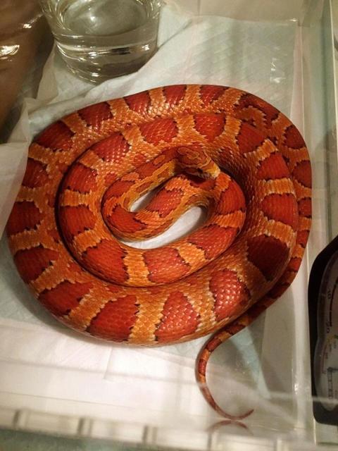 ヘビを飼う人たち…人気上昇中の爬虫類！鳴かない、手間いらず、意外とかわいい