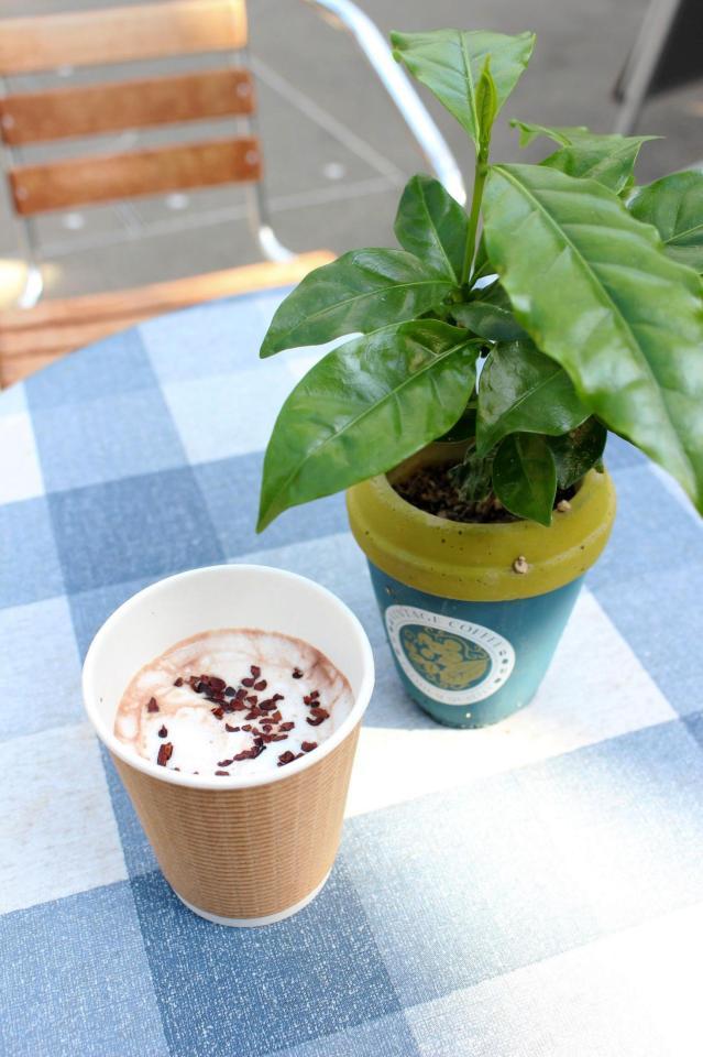 カフェのドリンクとコーヒーの木