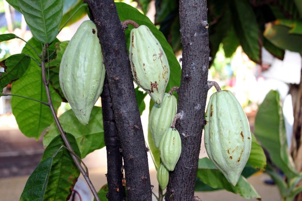 色付く前のカカオの実