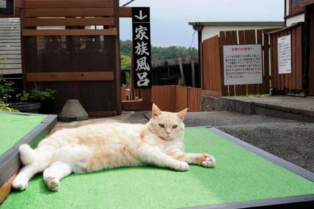 家族風呂の前で寝転ぶシロ