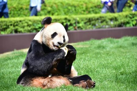 赤ちゃんパンダの父親・永明＝提供・和歌山アドベンチャーワールド