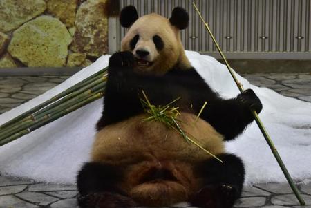 母パンダの良浜＝提供・和歌山アドベンチャーワールド