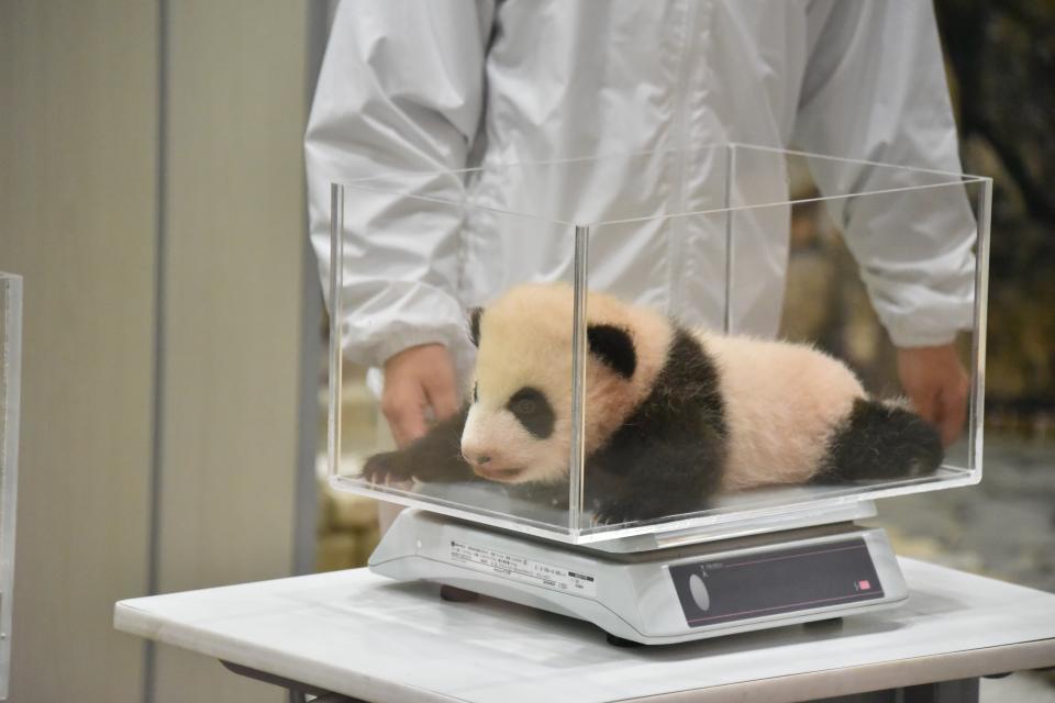 体重測定する赤ちゃんパンダ（11月１日撮影）＝提供・和歌山アドベンチャーワールド