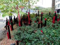 植え込みに生い茂る赤と黒の竹＝東京・代官山