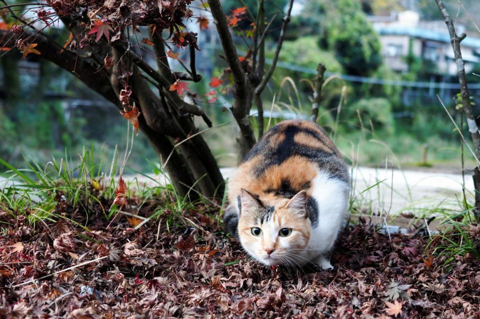 敷地内で遊ぶつばめ