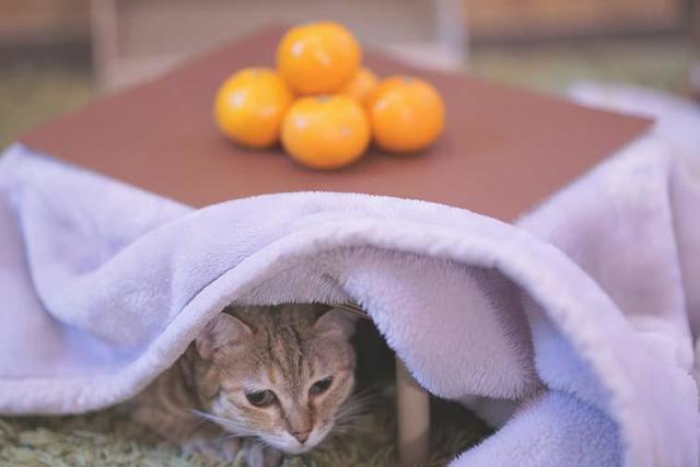 みかん と 猫用こたつ 和歌山の鶏肉店が仕掛けた理由 ライフ 社会総合 デイリースポーツ Online