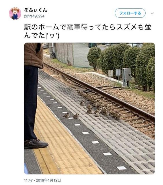 日本ではスズメでさえも整列乗車？駅のホームで電車を待っていたら驚きの光景