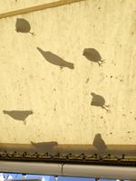 バス停のテント屋根に映るハトの影＝東京・高円寺