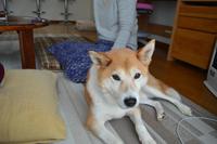 Ａさんのそばでくつろぐ