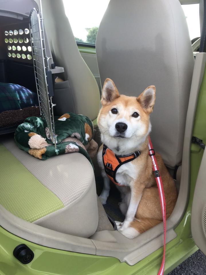 車の中も慣れた様子