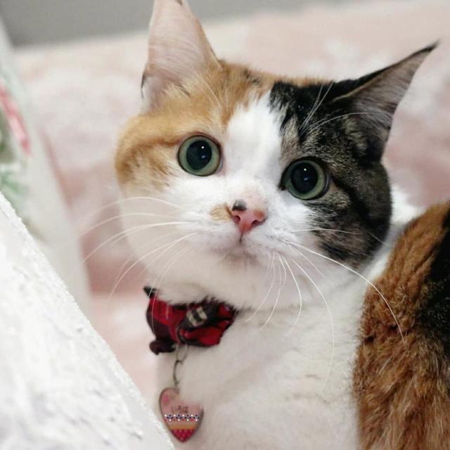 頭蓋骨骨折の負傷猫「いろは」 一命をとりとめた後に待っていたこと 