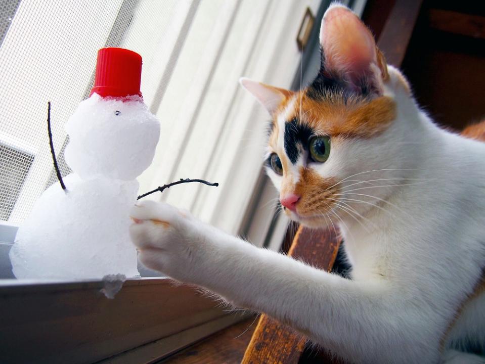 雪あそびするカンコちゃん。何だかヒンヤリ…いったいニャンだ？