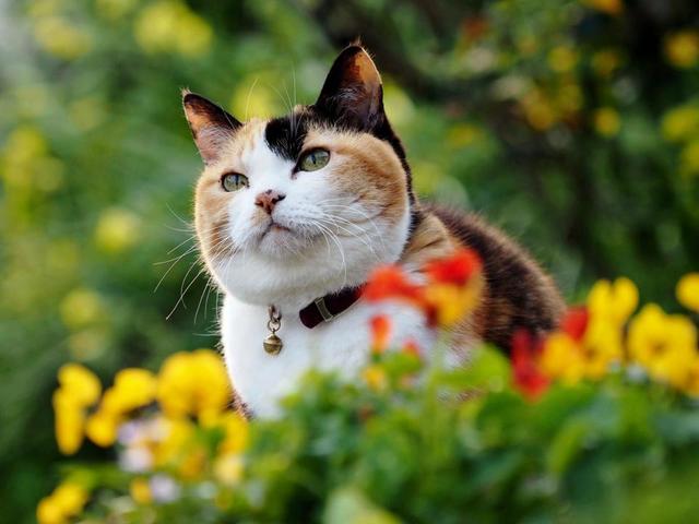 九州温泉ねこめぐり第１１回 鹿児島 指宿 ペンション菜の花館 の花子 ライフ 社会総合 デイリースポーツ Online