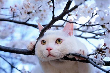 山梨県の小渕沢町（現北杜市）にて。桜の枝の間から顔を出す白い猫（Ｃ）Ｍｉｔｓｕａｋｉ　Ｉｗａｇｏ