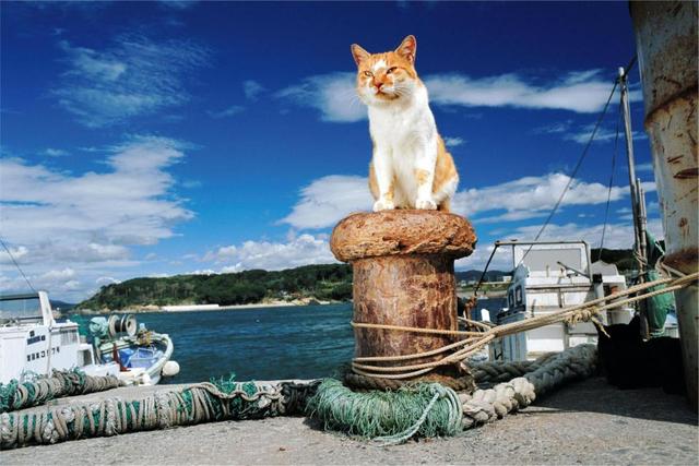 写真から飛び出す猫！23日から川崎で開催「岩合光昭写真展　ねこづくし」で展示