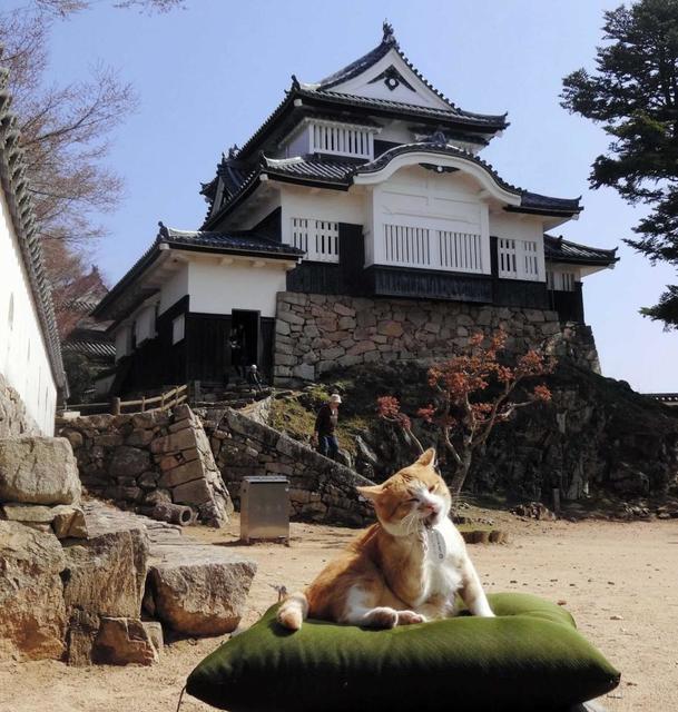 猫城主が備中松山城救った 愛くるしい表情に観光客数ｖ字回復 逃走癖もご愛嬌 ライフ 社会総合 デイリースポーツ Online