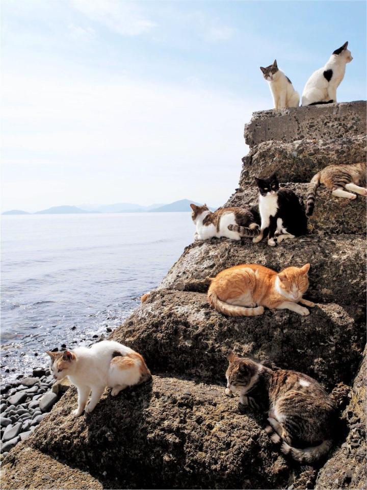 香川県仲多度郡佐柳島。海辺の岩場に、かなりの密度で集う猫（Ｃ）Ｍｉｔｓｕａｋｉ　Ｉｗａｇｏ