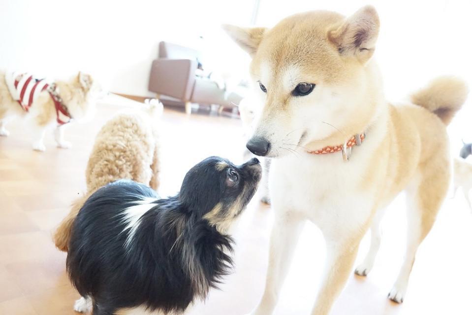 鼻と鼻をこっつんこ。お互いの匂いを嗅ぐことであいさつを交わしています＝「ｃｈｏｕｃｈｏｕ」提供