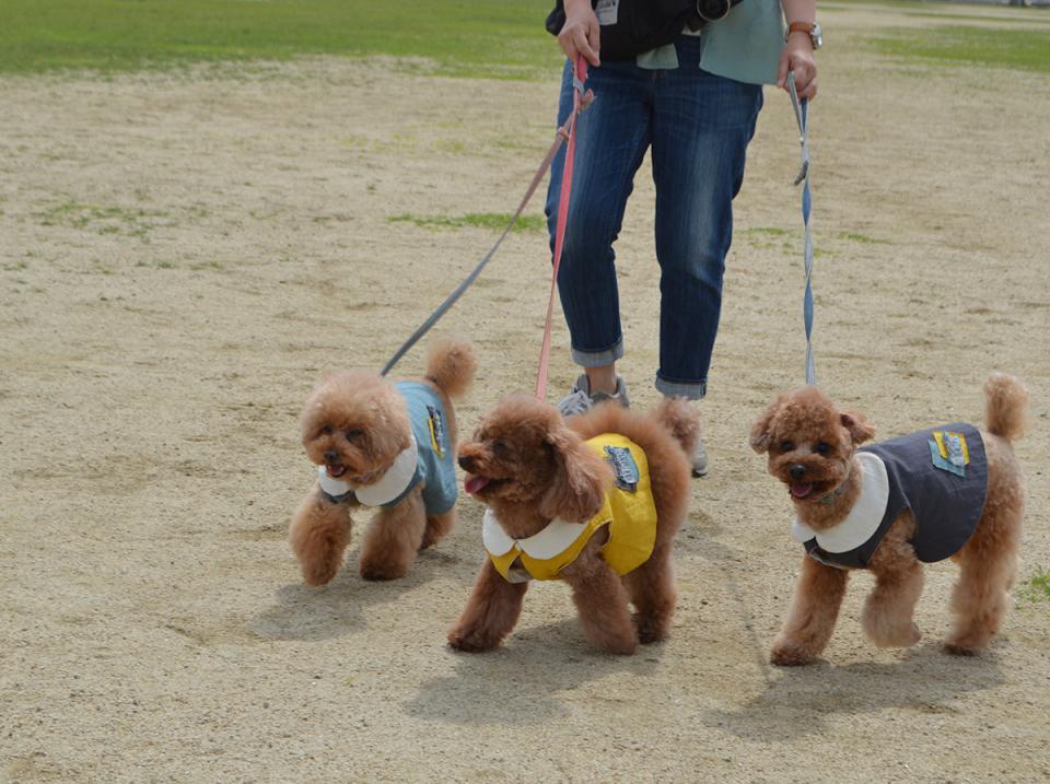 全盲のトイプードルを新しい家族に迎える決心 この子には私しかいない ライフ 社会総合 デイリースポーツ Online
