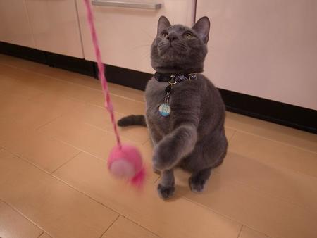 猫じゃらしって楽しい