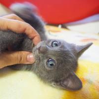 いたずらっ子のような目が可愛い