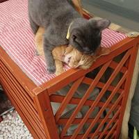 小判お兄ちゃんにも負けてないよ