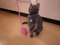 猫じゃらしって楽しい