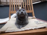 澄んだ瞳が美しい