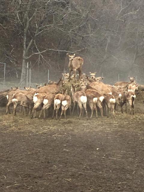  【写真】リアル「鹿の王」誕生の瞬間？あまりにも神々しいエゾシカの写真が話題