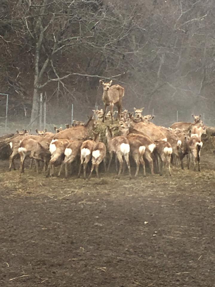 リアル 鹿の王 誕生の瞬間 あまりにも神々しいエゾシカの写真が話題 ライフ 社会総合 デイリースポーツ Online