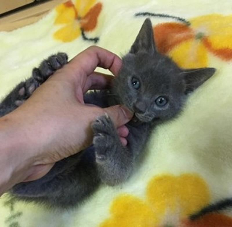 ゴロゴロにゃんにゃん、甘えています