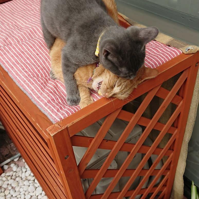 小判お兄ちゃんにも負けてないよ