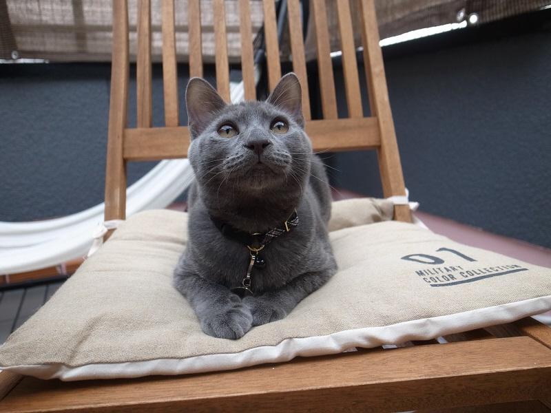 澄んだ瞳が美しい