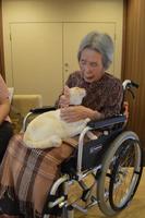 　おばあちゃんの膝の上で甘える元保護猫