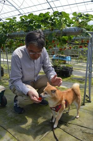 愛犬にいちごを食べさせるのもＯＫです