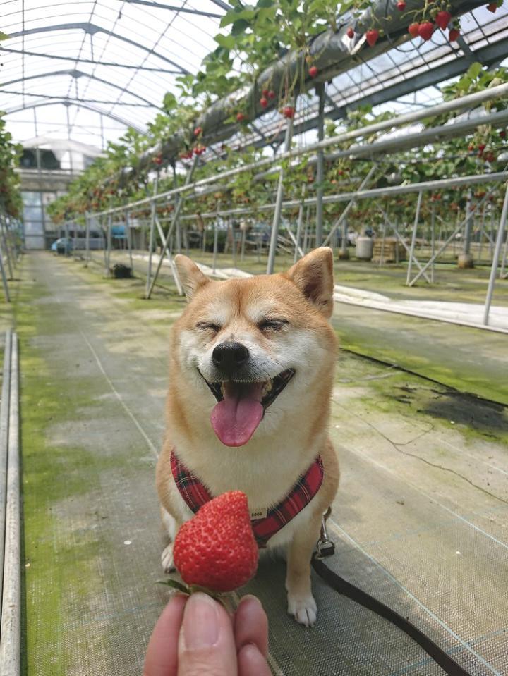 真っ赤な完熟いちごを前にワンコも満面の笑み