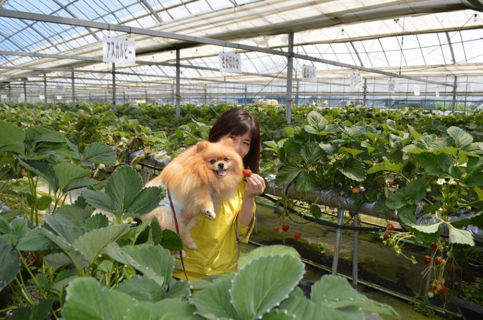 愛犬と一緒にいちご狩り