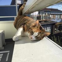 　母猫とはぐれ、たった１匹でいたところを保護された