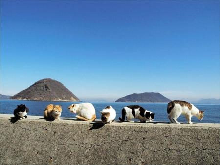 　島の猫が互いに「個」を保つ絶妙の間隔＝香川県仲多度郡の佐柳島（ｃ）Ｍｉｔｓｕａｋｉ　Ｉｗａｇｏ 