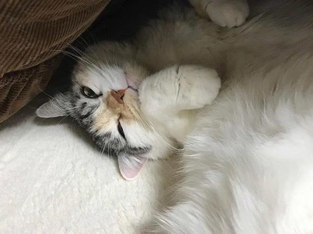 飼い主亡き後、わんにゃお信託のおかげで元気に暮らす猫