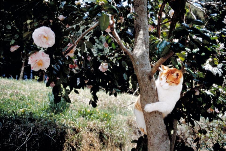 猫は木登りもできるのだ＝茨城県笠間市（ｃ）Ｍｉｔｓｕａｋｉ　Ｉｗａｇｏ