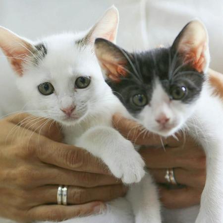 　一緒に保護された子猫と一緒に（右がひたちくん）